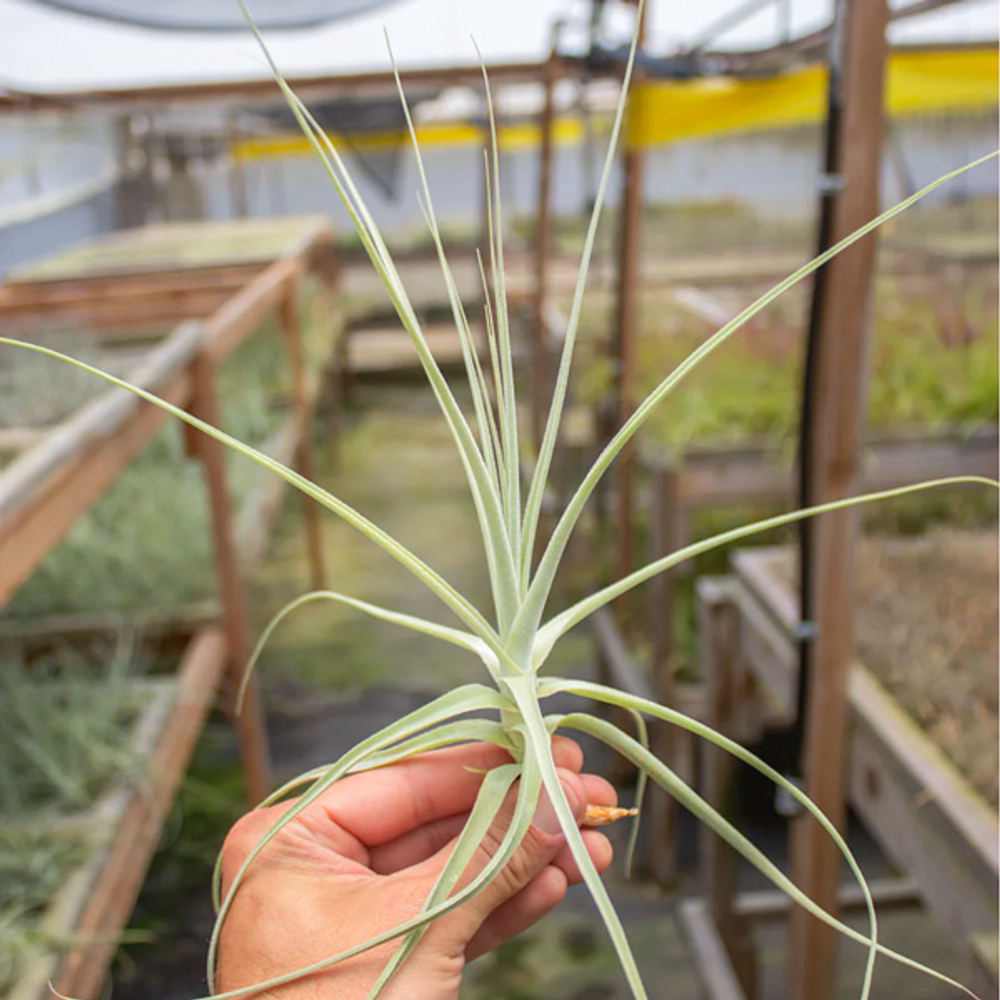 Тилландсия straminea thin leaf