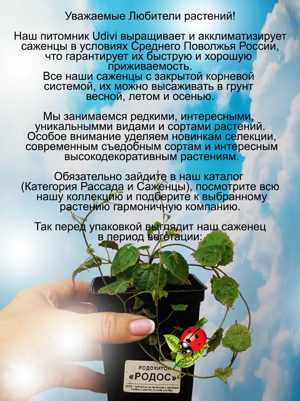Родохитос Родос лиана