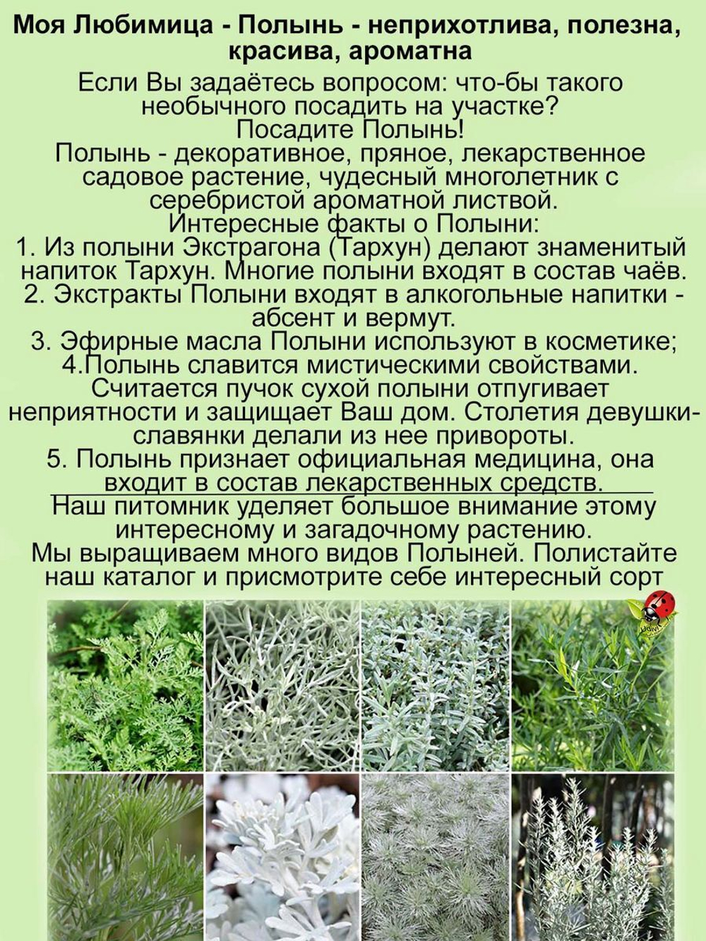 Полынь Стеллера серебристая многолетняя