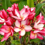 Плюмерия RAINBOW PINK