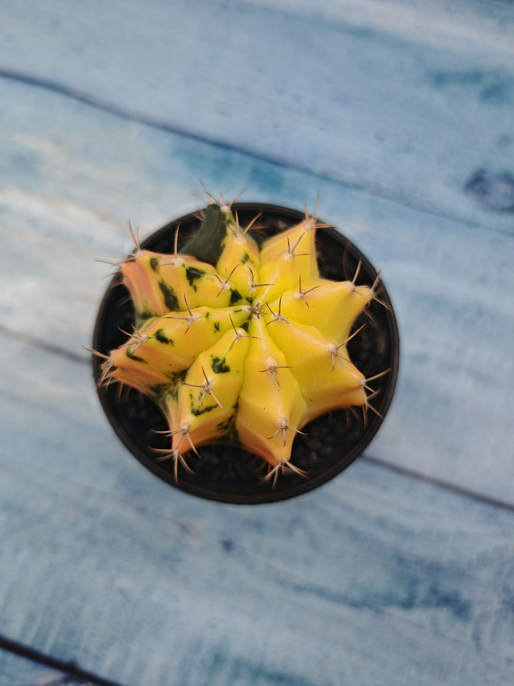Gymnocalycium Variegata (Гимнокалициум Вариегатный)