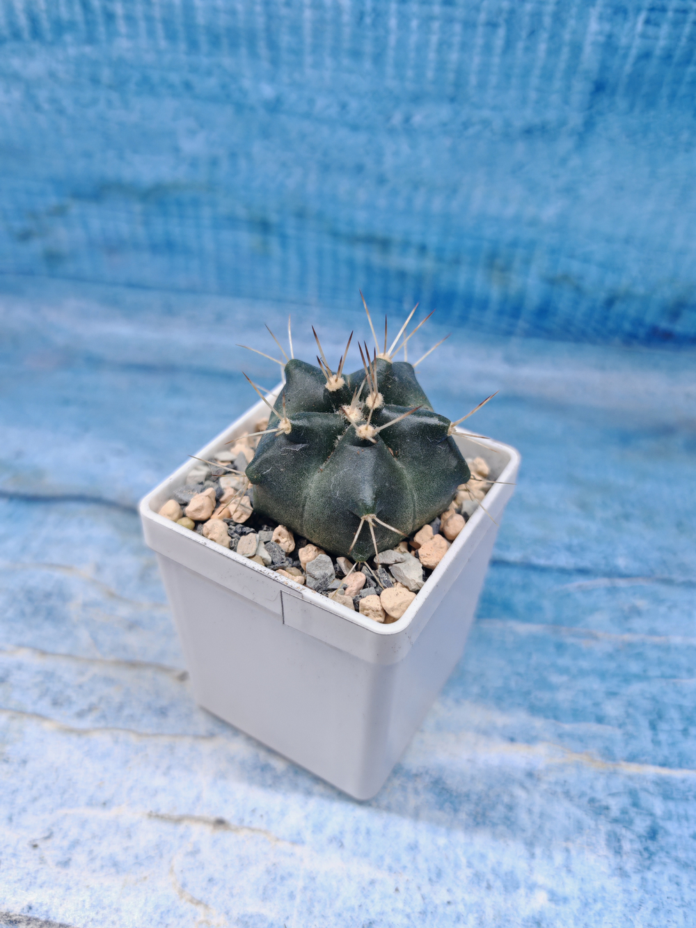 Echinocereus Knippelianus (Эхиноцереус 5 ребер)