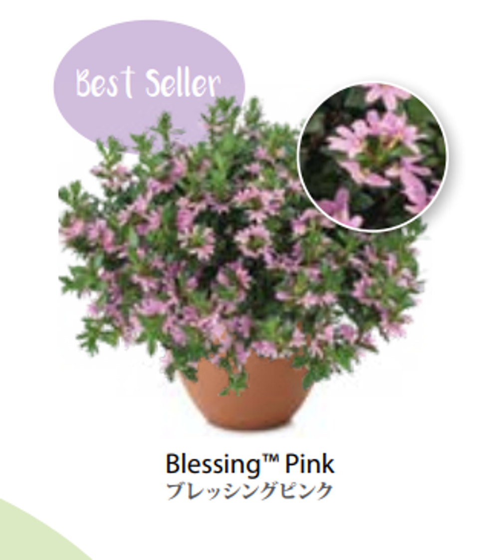 ЕВРО Сцевола Pink Blessing укорененный ЕВРО черенок февраль поставка 11