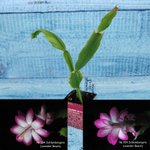 Schlumbergera Lavender Beauty (Декабрист)