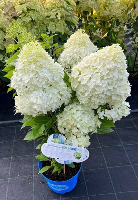 Флуффа облачная серия (Bloomulus Fluffa) р10.5 Европа весна 2027 г.