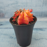 Gymnocalycium Variegata (Гимнокалициум Вариегатный)