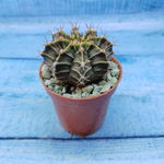 Gymnocalycium Friedrichii (Гимнокалициум)