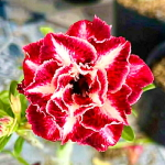 Адениум CHOR MALEE (X11)