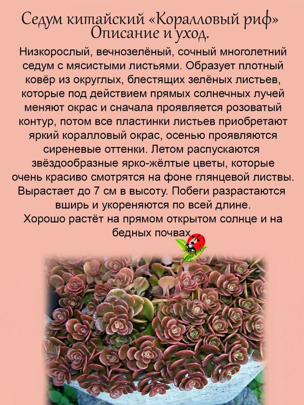 Седум Коралловый риф очиток яркий многолетник