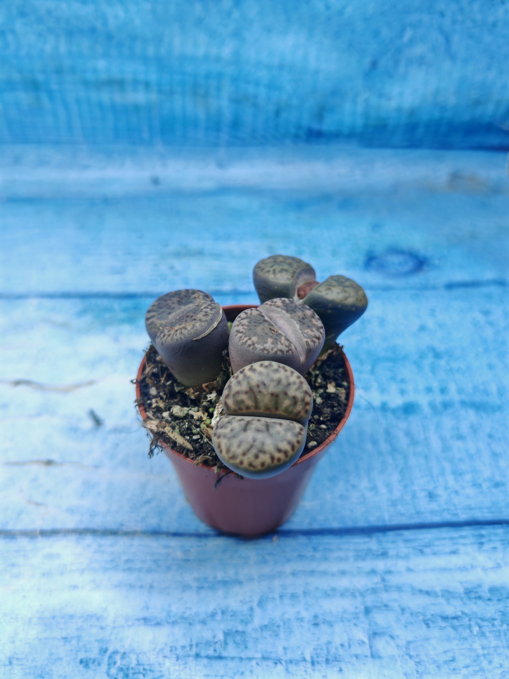 Lithops sp. (Литопсы)