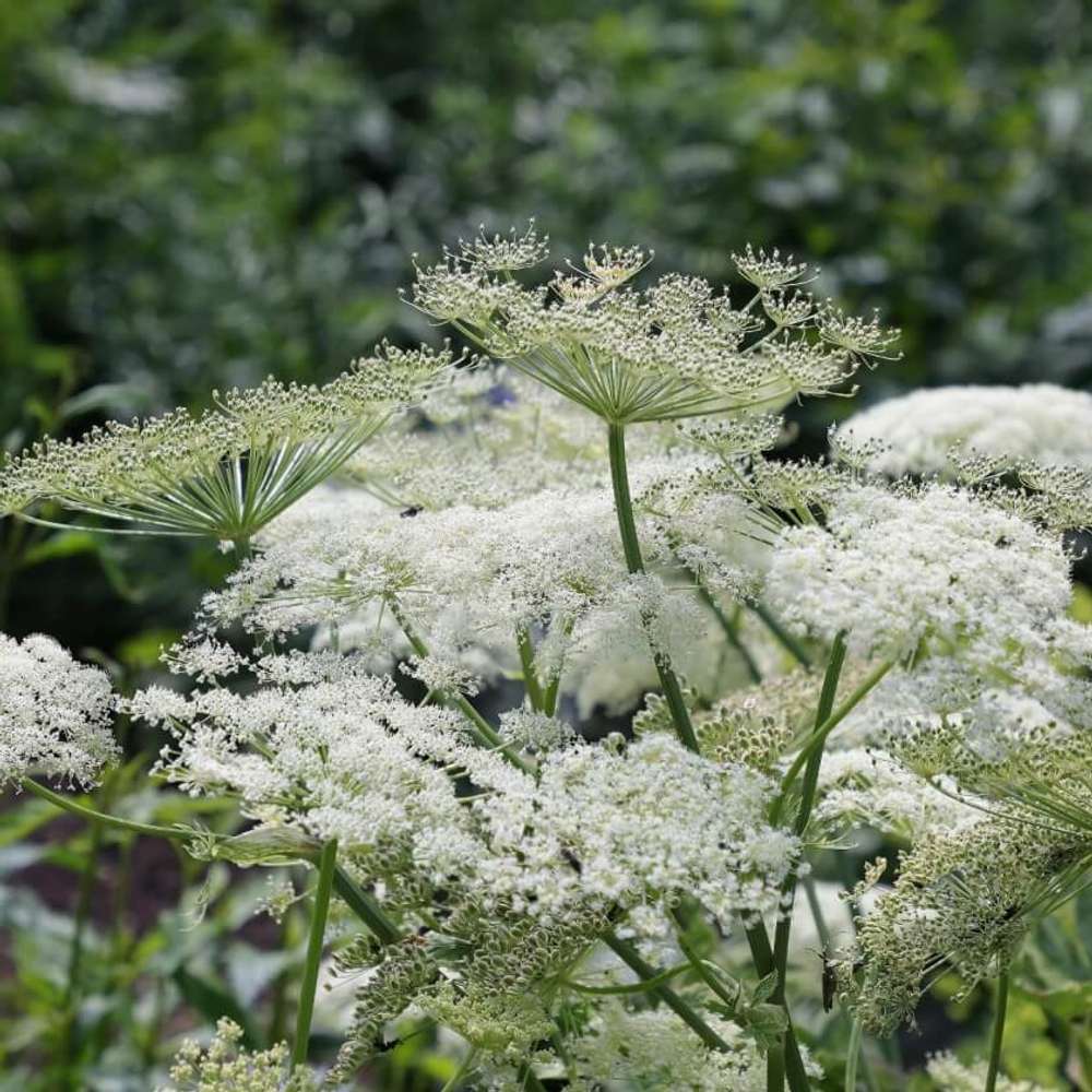 Горичник настурциевый. Peucedanum ostruthium.