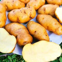Картофель Желтомясый Дикий Озетт - Wild Ozette Potatoes - (15 клубней)