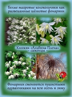 Княжик Альбина Плена клематис неукрывной