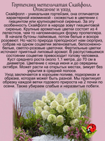 Гортензия Скайфолл метельчатая среднерослая