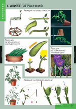Комплект таблиц "Растения- живой организм" (4 табл.)