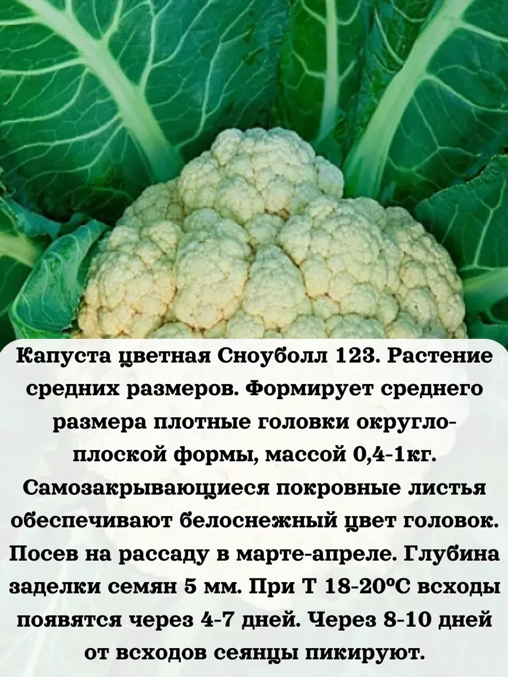 Семена Капуста цветная Сноуболл 123 5гр