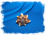 Обрубленный мурекс (Hexaplex trunculus)