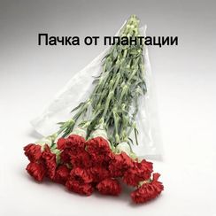 Гвоздика красная, 65 см.