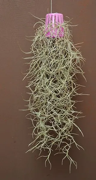 Тилландсия Уснеевидная Tillandsia (Луизианский мох)