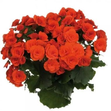 1295 Бегония ILONA COLLECTION VERONICA