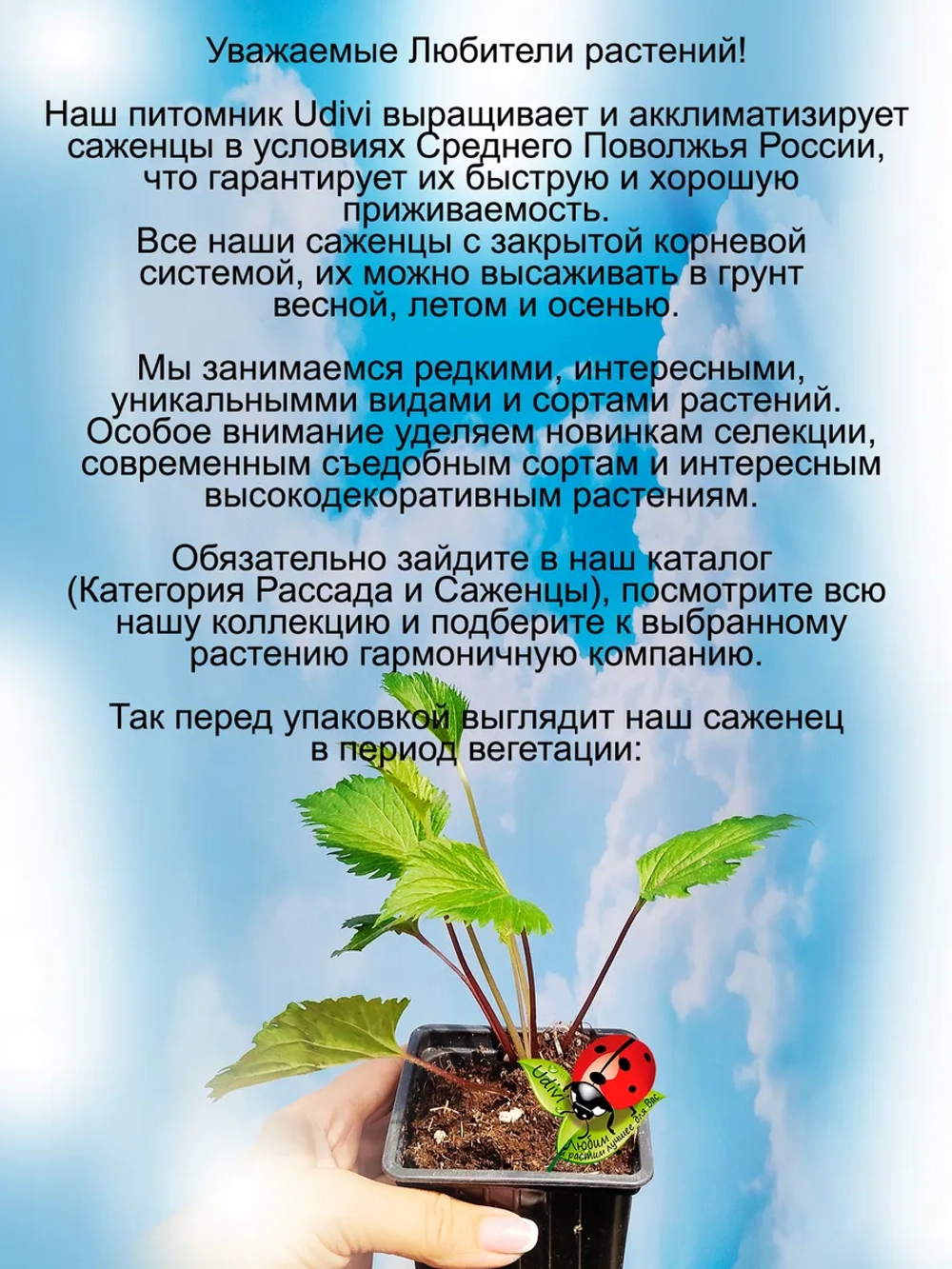 Колокольчик Розовый Осьминог Пинк Октопус