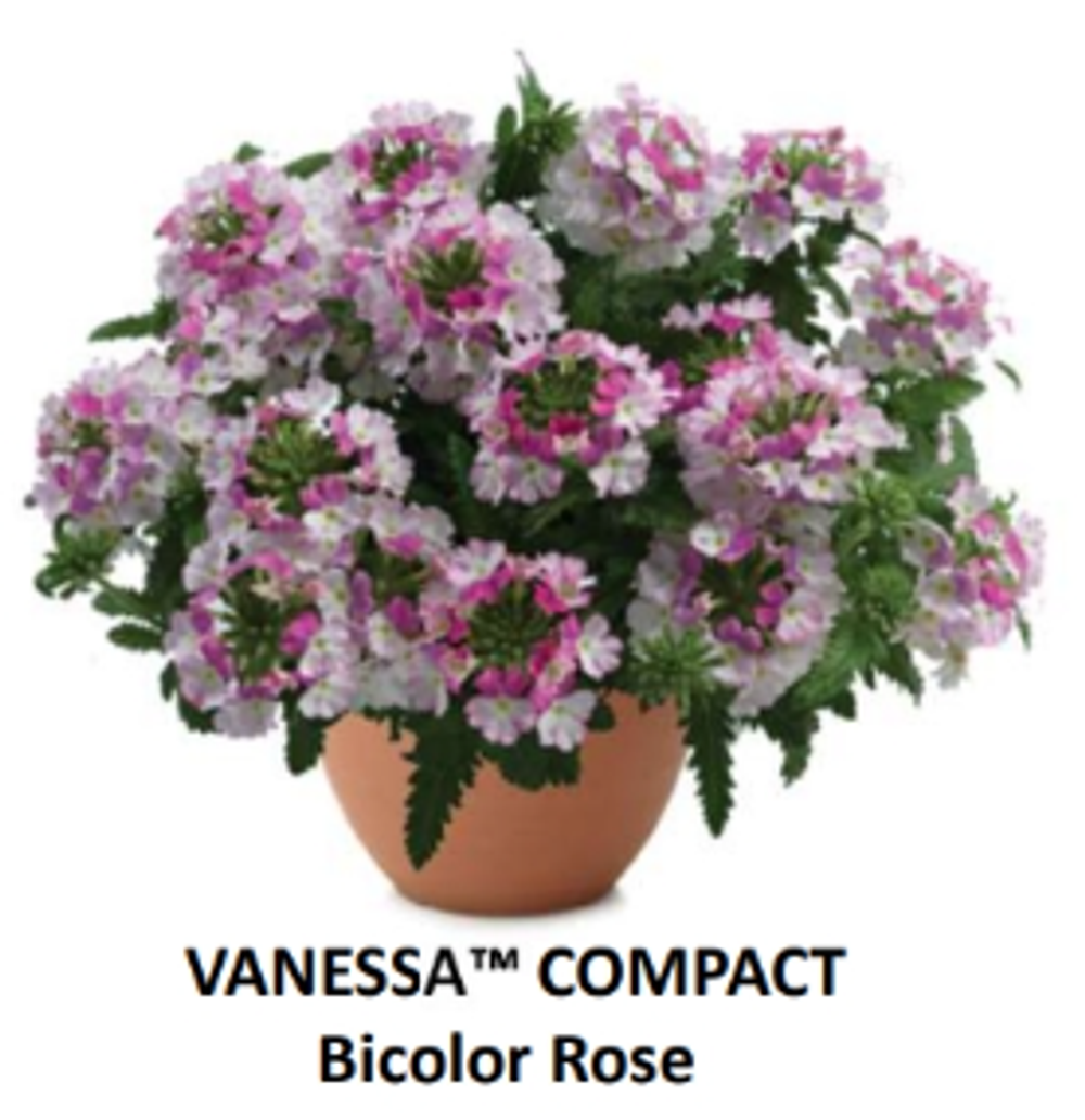ЕВРО Вербена Vanessa Compact Bicolor Rose укорененный ЕВРО черенок февраль поставка 11