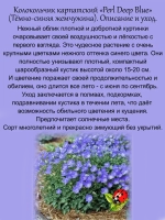 Колокольчик карпатский Перл Дип Блу синий