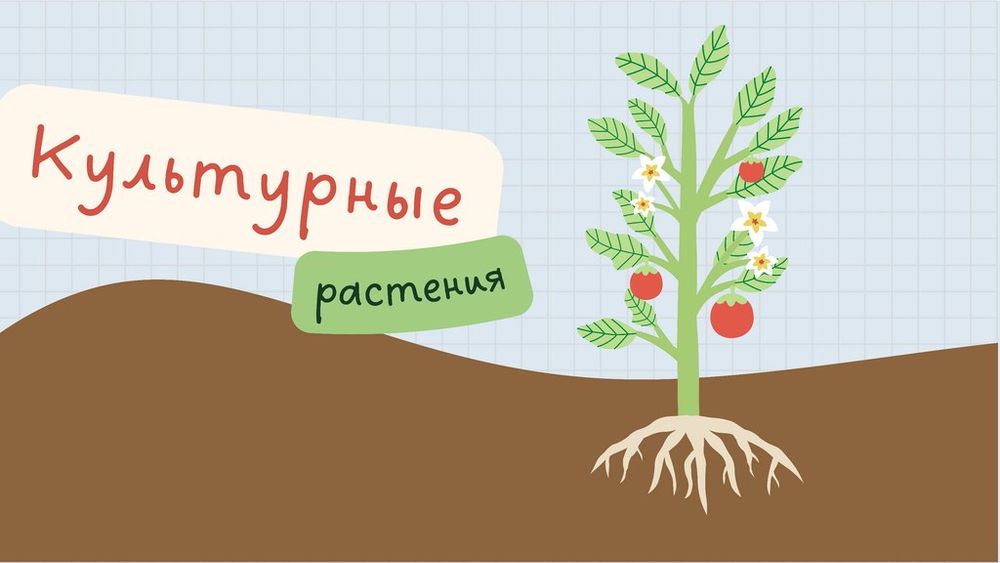 Карта Важнейшие культурные растения мира — купить по ФГОС | Учебный стандарт