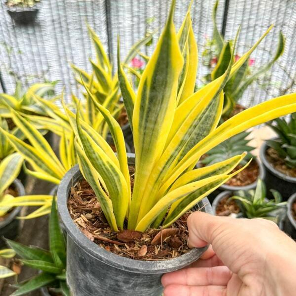 Сансевиерия YELLOW THRIVE