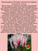 Злак Пампасная трава Розовое облако