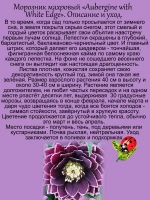 Морозник Баклажановый с белой окантовкой