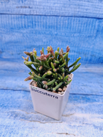 Rhipsalis Burchellii (Рипсалис)