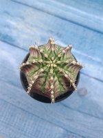 Gymnocalycium T-Rex Pink hybride (Гимнокалициум T-rex)