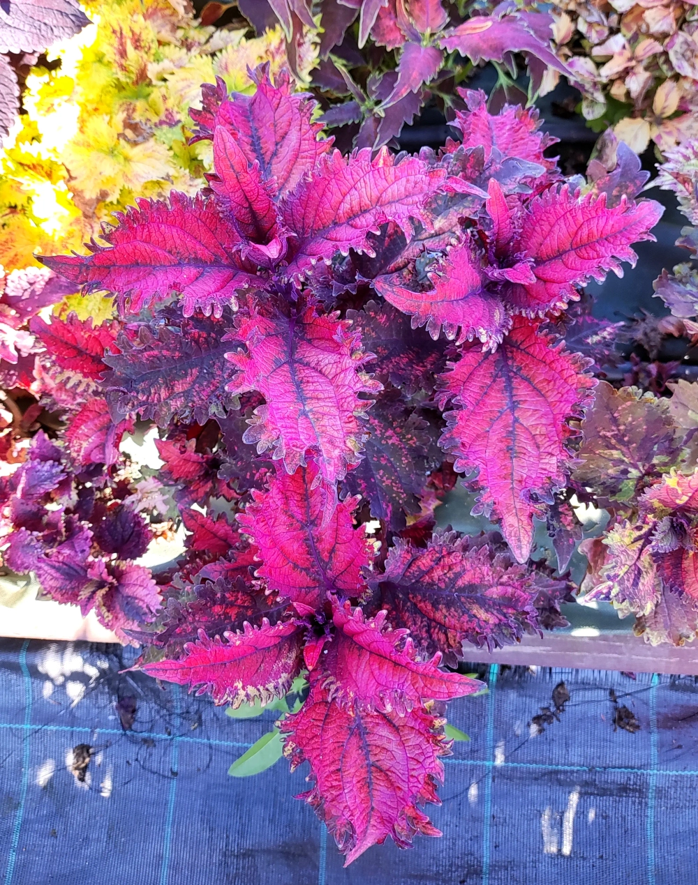 Sea Lily Тай колеус