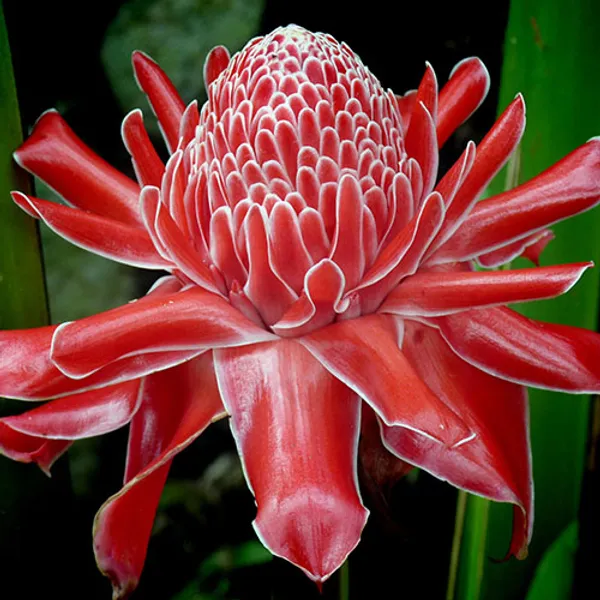Имбирь Red Torch Ginger семена