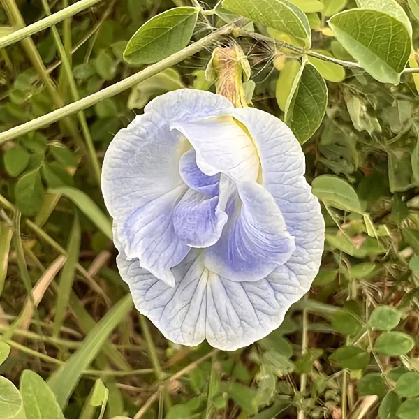 Клитория Небесная (тайский синий чай) Clitoria ternatea семена 3 штук