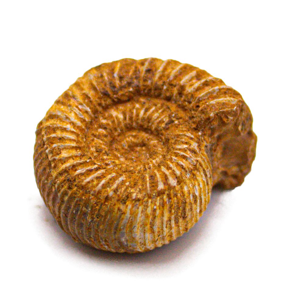 Аммонит (Мадагаскар)
