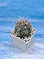 Thelocactus Bicolor (Телокактус)