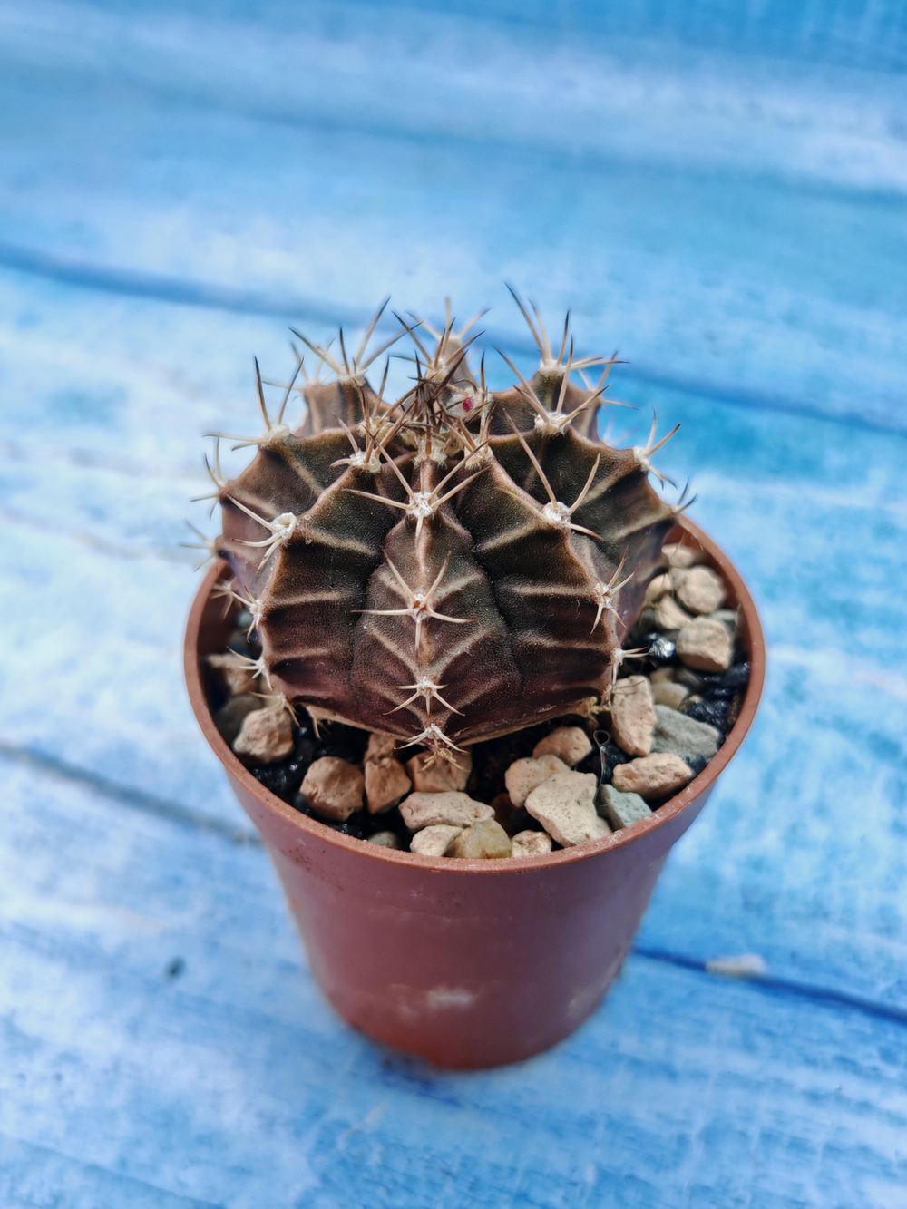 Gymnocalycium Friedrichii (Гимнокалициум)