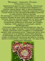 Молодило Голлум хамелеон каменная роза