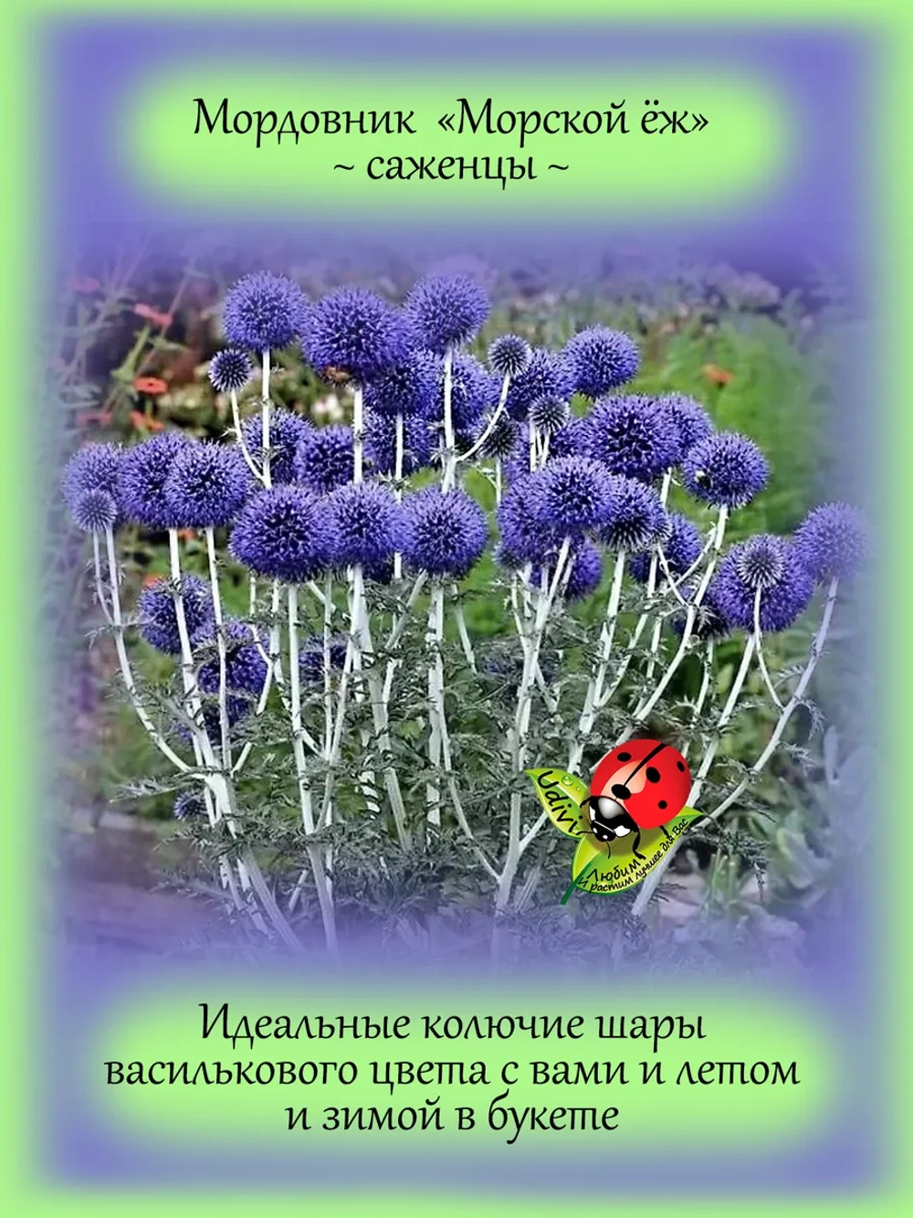 Мордовник Морской ёж