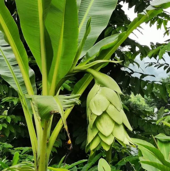 Энсета сизая (Ensete glaucum) семена 2 шт