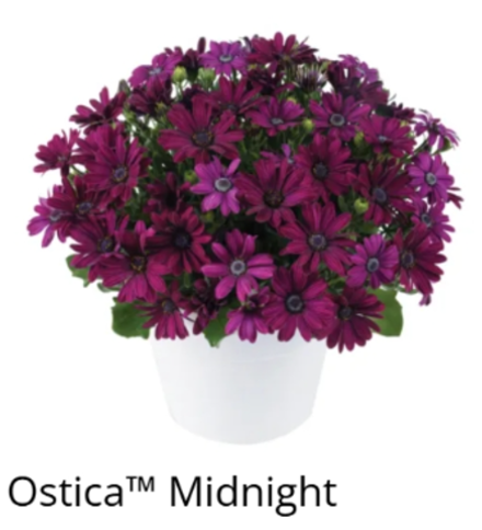ЕВРО Остеоспермум Ostica Midnight укорененный ЕВРО черенок НАЧАЛО ЯНВАРЯ поставка 5
