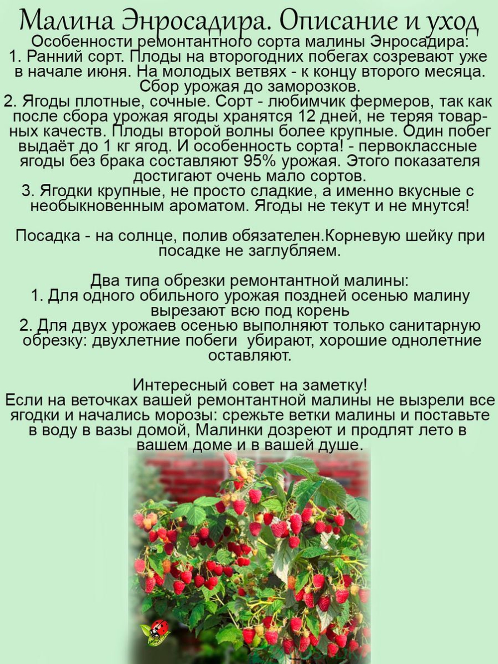 Малина ремонтантная Энросадира красная