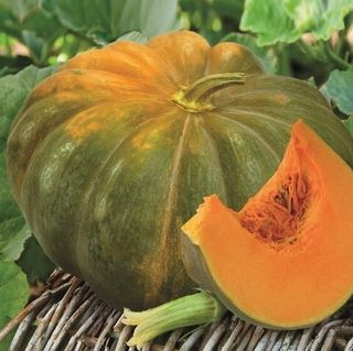 Тыква Мускатная Мускадэ Агро 50 грамм