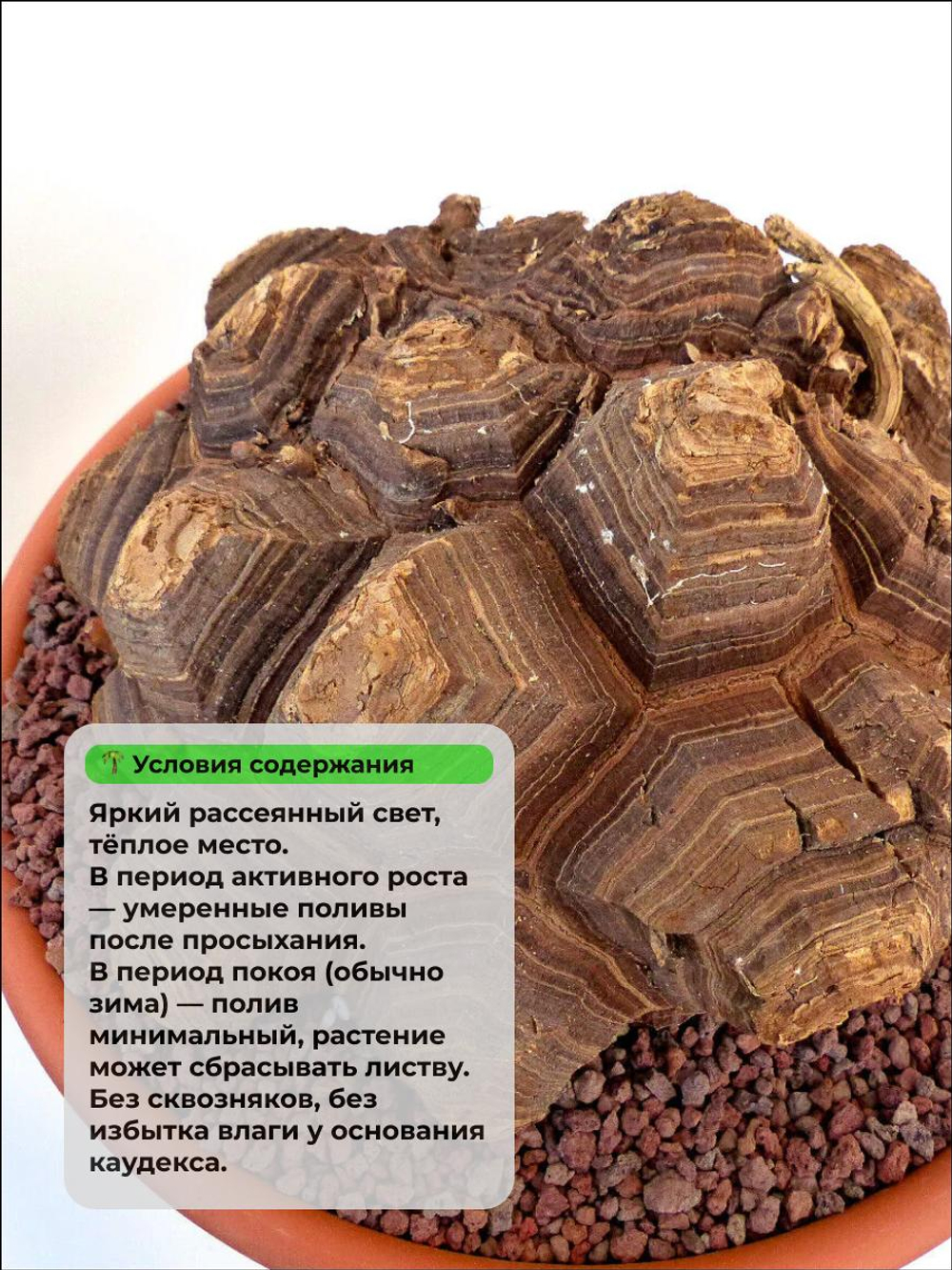 Диоскорея слоновья Dioscorea elephantipes каудекс 2-3 см. - 1 штука