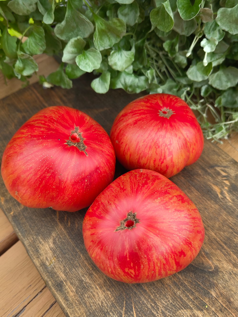 Гном Жар-птица сладкая (Dwarf Firebird Sweet)