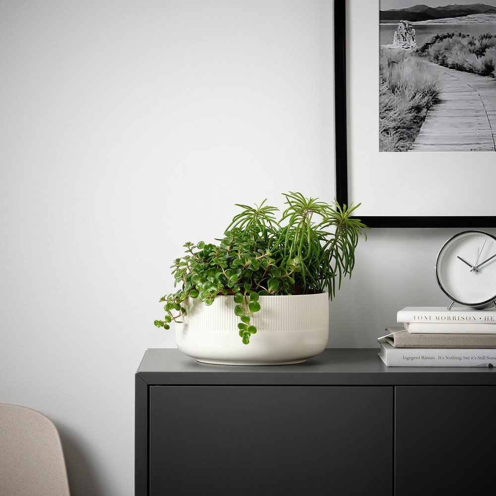 IKEA HIMALAYAMIX  (ИКЕА ХИМАЛАИАМИКС)  -  Растение в горшке - разные виды с листьями 12 см