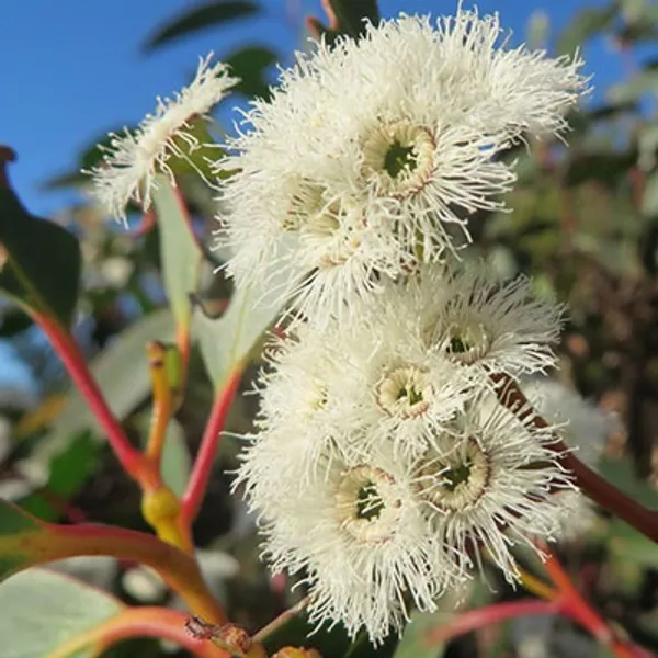 Эвкалипт (Eucalyptus Triflora) семена 5 шт