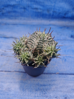 Euphorbia meloformis f. Variegated (Эуфорбия вариегатная)